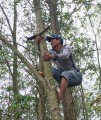 Thợ đi săn trứng kiến phải trèo lên thân những cây cao chừng 5-6m, khá nguy hiểm