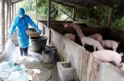 Chí Linh triển khai hỗ trợ hộ chăn nuôi thiệt hại do dịch tả lợn châu Phi