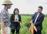 Lãnh đạo Sở Nông nghiệp và Phát triển nông thôn thăm mô hình cà rốt ở phường Đồng Lạc