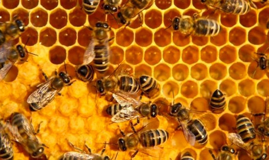 Chí Linh vào vụ ong cho mật ngọt