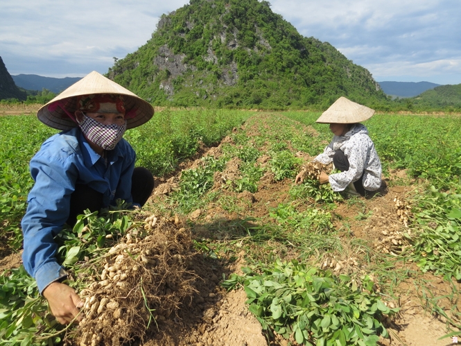 Chí Linh: Năng suất lạc xuân giảm 30% do khô hạn