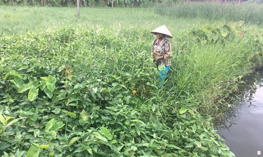 Do nguồn nước phục vụ gieo trồng bị ô nhiễm nên một số hộ dân xã Tân Dân bỏ ruộng hoang