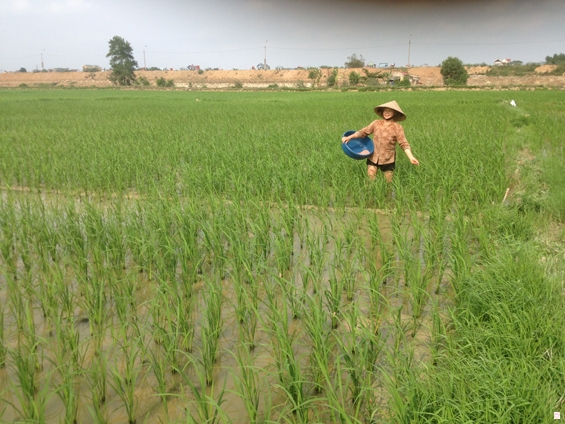 Chí Linh tập trung chăm sóc và bảo vệ lúa chiêm xuân