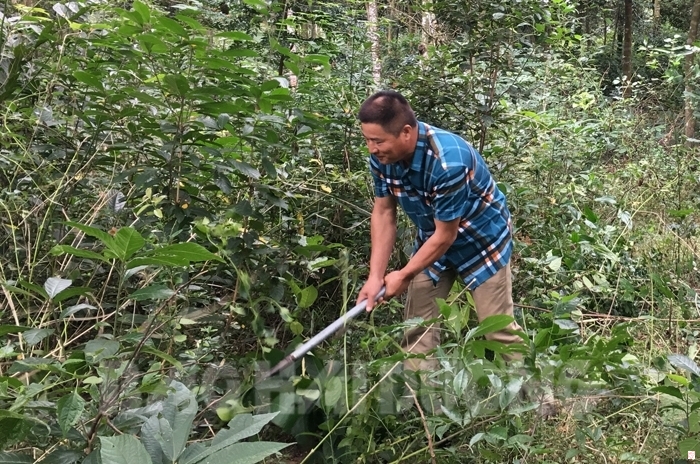 Các hộ nhận khoán rừng tích cực phát quang cây dại để giảm nguy cơ cháy rừng trong mùa hanh khô