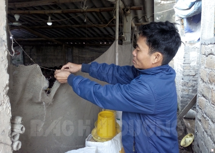 Anh Đặng Quốc Hưng, thôn Thanh Tân, xã Lê Lợi đang buộc tấm lưới che chắn gió lùa cho đàn gà