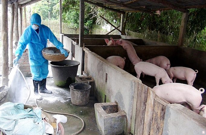 Dịch tả lợn Châu phi tiếp tục bùng phát mạnh trên địa bàn TP Chí Linh
