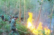 Cán bộ, chiến sĩ Lữ đoàn 490 tham gia chữa cháy rừng trên núi Phượng Hoàng (Chí Linh)