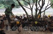 Do nhiều nguyên nhân nên số lượng người nuôi gà bán vào dịp Tết ở thị xã Chí Linh đã giảm đáng kể