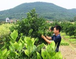 TP Chí Linh khuyến khích trồng cây xanh tập trung vào đất đồi rừng, vừa tạo thành các đường cây, vườn cây xanh, sạch, vừa phát triển kinh tế gia đình. Trong ảnh: Xã Lê Lợi quy hoạch phát triển vùng cam Đường canh