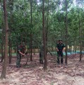Cán bộ, chiến sĩ Trung đoàn 125, Bộ CHQS tỉnh Hải Dương phát tỉa cây keo phòng, chống cháy rừng.