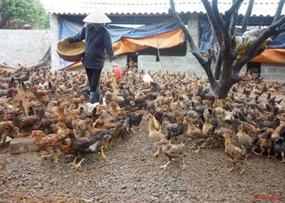 Mô hình chăn nuôi gà của gia đình anh Vũ Mạnh Hùng ở xã Hoàng Hoa Thám, mỗi năm thu lãi khoảng 60 triệu đồng
