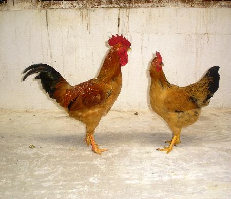 Chí Linh: Thêm một giống gà mới cho hiệu quả kinh tế cao