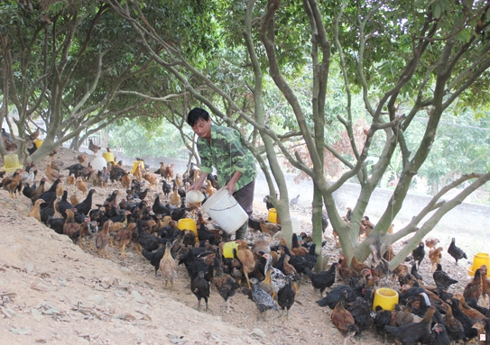 Nhiều diện tích vải ở thị xã Chí Linh chỉ để tạo bóng mát nuôi gà