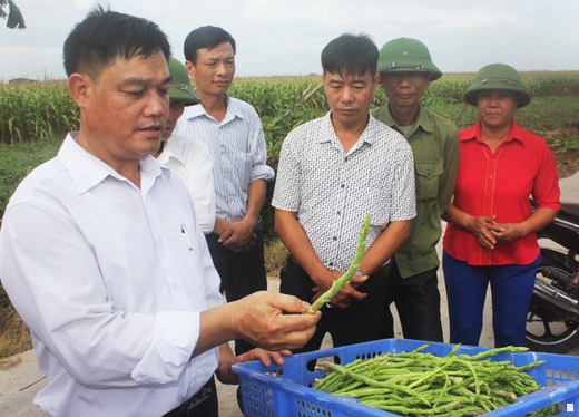 Mỗi ngày, gia đình anh Phan Duy Thanh (xã Nhân Huệ) thu hoạch 50 kg măng tây xanh