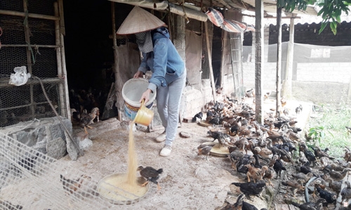 Do giá bán xuống thấp nên số người nuôi gà Tết ở thị xã Chí Linh 2 năm gần đây đã giảm đáng kể