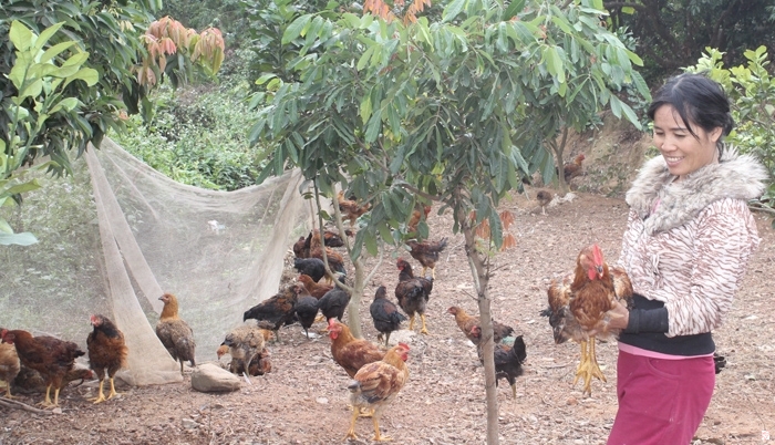 Từ khi mua gà giống của gia đình ông Oanh, hộ chị Nhữ Thị Luyến chăn nuôi thuận lợi hơn