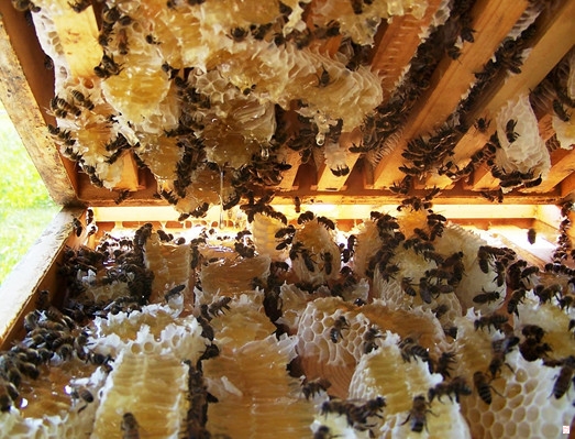 Hiệu quả kinh tế cao từ mô hình nuôi ong mật tập thể
