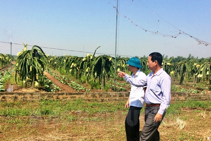 Khu ruộng nhà ông Phan Văn Thanh, thanh long ruột đỏ được trồng xen với măng tây xanh