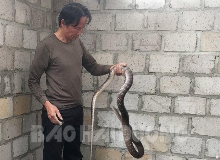 Chi phí thức ăn nhiều nhưng giá bán rắn thương phẩm ngày một thấp khiến nhiều hộ nuôi rắn ở Chi Ngãi điêu đứng