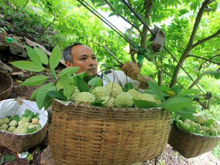 Chí Linh phát triển tiềm năng kinh tế nông nghiệp