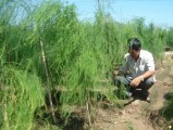 Chí Linh: Trồng măng tây xanh lãi 200 - 300 triệu đồng/ha/năm